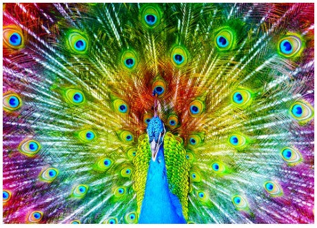 Enjoy 1000pc Jigsaw Puzzle – Colorful Peacock