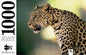 Mindbogglers 1000pc Jigsaw Puzzle – Leopard